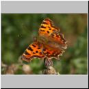 Polygonia C-Album - C-Falter 05.jpg